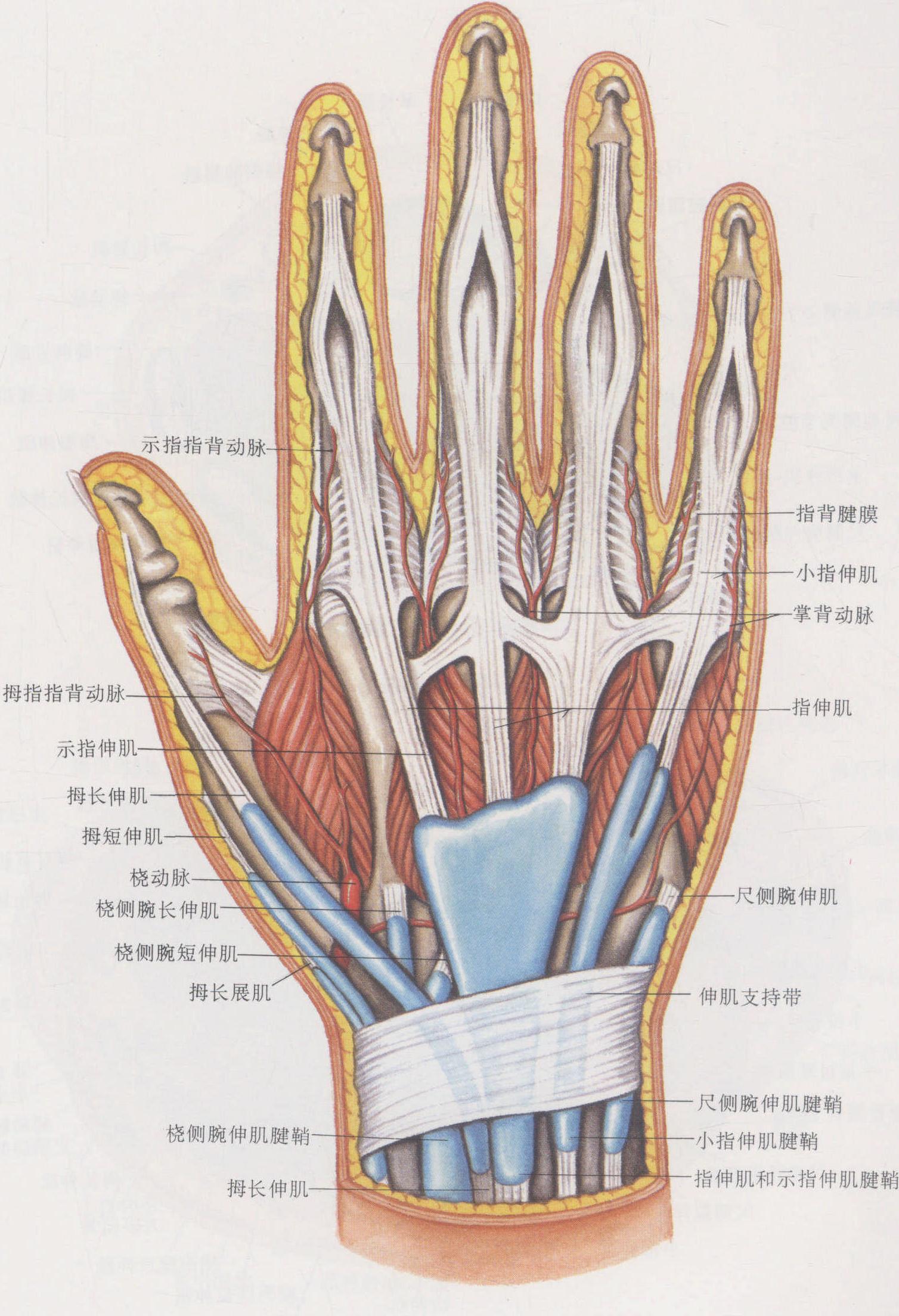 图2-4 手背部标志-手外科解剖学图鉴-医学